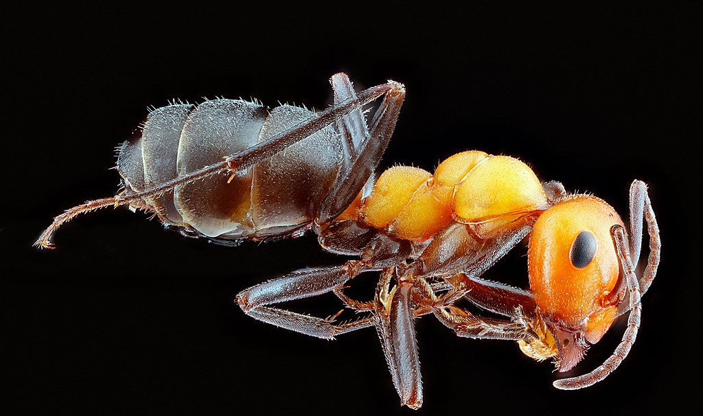Ant Control service in Oxnard, CA