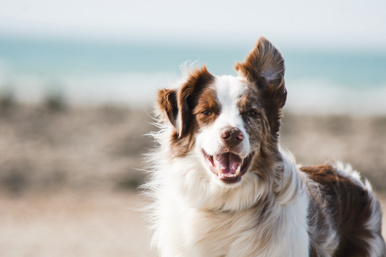 Flea & Tick Control service in Oxnard, CA