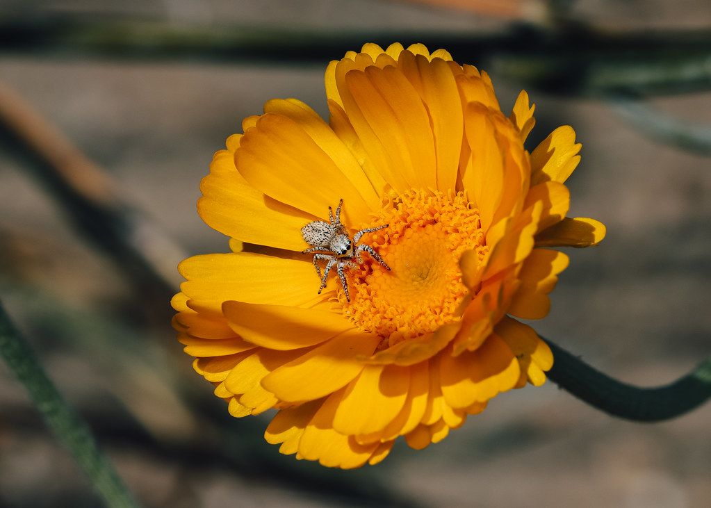 Spider Control service in Oxnard, CA